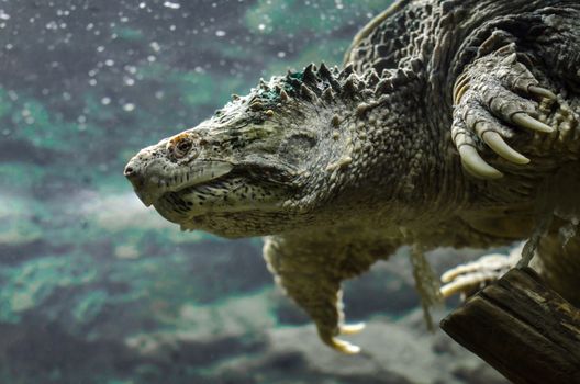 big cayman turtle swims underwater close up