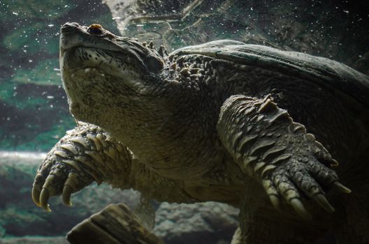 big cayman turtle swims underwater close up