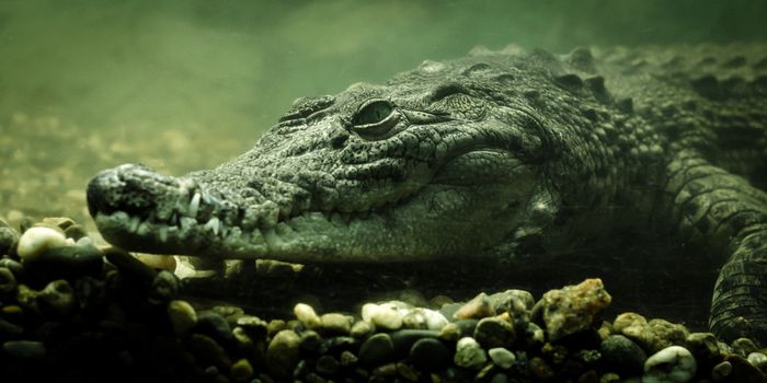 crocodile alligator under water closeup
