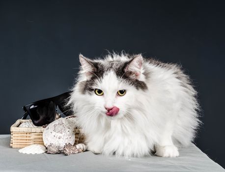 fluffy white and gray cat with yellow eyes licked next to sea shells in a straw box and sunglasses on a gray background