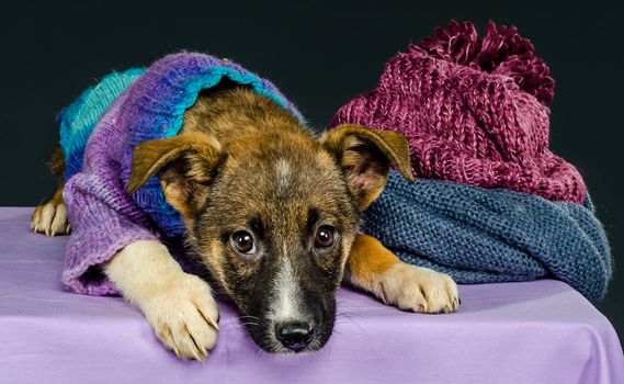 sad little puppy in a knitted blouse on a purple tablecloth next to a woolen blue scarf and lilac cap on a grey background