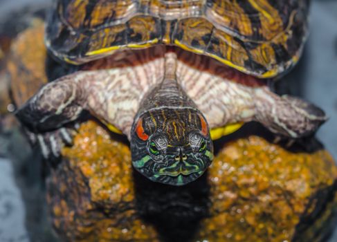 bright red-eared turtle sits on a wet brown stone