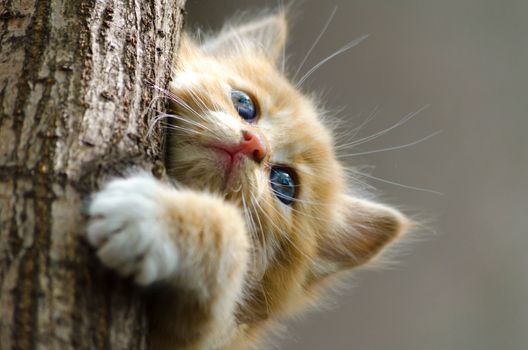 ginger red striped kitten climbing up a tree trunk