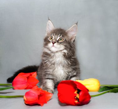 Gray small kitten of Maine Coon color tabby with four colorful tulips on a light gray background