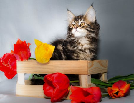 A motley little kitty of the Maine Coon color tabby in a wooden box with six differently colored tulips on a light gray background
