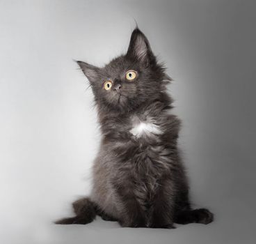 Black and white small kitten of the maine coon breed on a light gray background