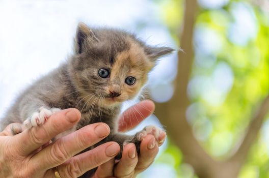 care of pets small kitten with blue eyes in open woman palms against a background of bright green foliage and clear sky