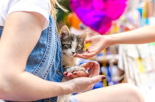 tabby kitten sitting in the arms of a woman