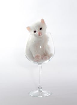 white color kitten sitting in a big wine glass