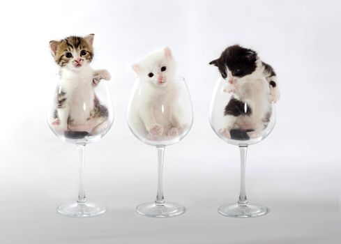 three little kittens in wine glasses on a light background