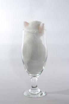 kitten white color  sitting in a clear beer glass