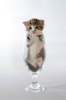 small funny blue-eyed kitten color tabby sitting in a clear beer glass