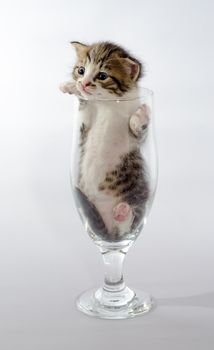 small blue-eyed kitten color tabby sitting in a clear beer glass