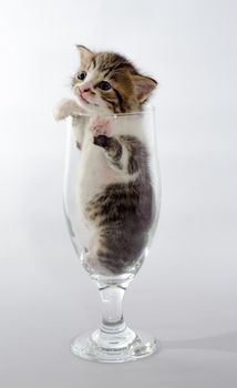 small blue-eyed kitten color tabby sitting in a clear beer glass