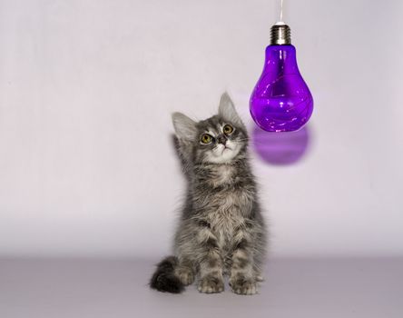 gray fluffy kitten sitting under  transparent purple decorative lamp