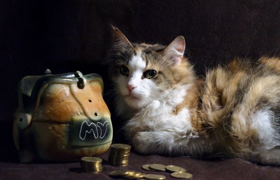 fluffy cat on a dark brown background sits next to the piggy bank and stacks of coins