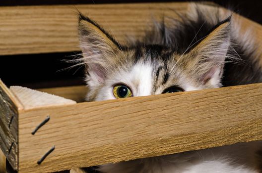 white brown fluffy kitten siting and peeking out of a wooden packing box with metal straps