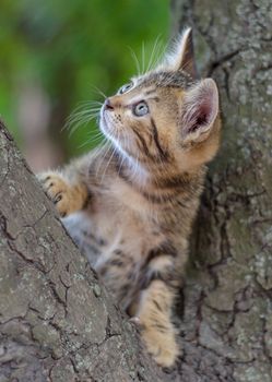 little kitten color tabby climbing a tree