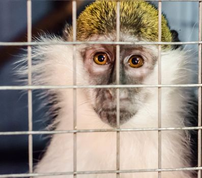 green monkey looks sadly through the cage lattice