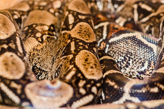 bright Boa Snake skin abstract textured Pattern spoted