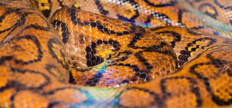 Bright Yellow anaconda Boa Snake skin abstract textured Pattern spoted