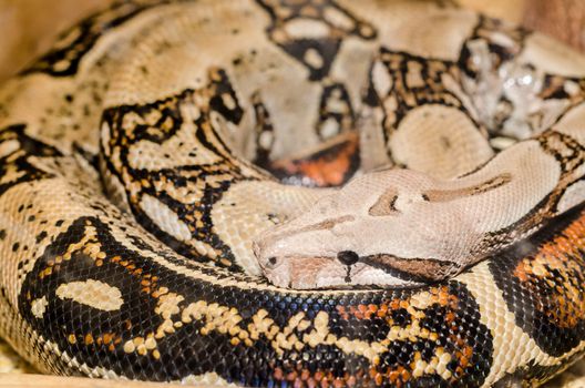 Pale Boa Snake skin and head with black eye