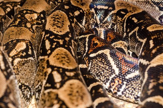 Boa Snake skin abstract textured Pattern spoted
