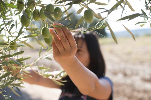 Picking olives.Woman holding olive branch. Greece