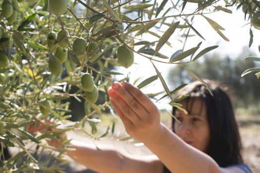 Picking olives.Woman holding olive branch. Greece