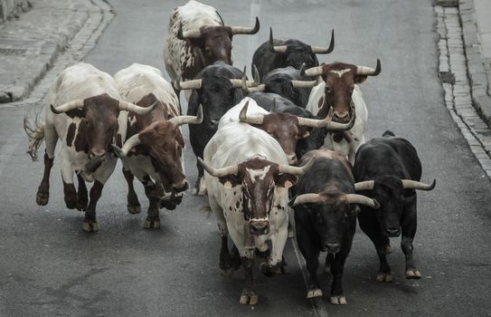 bulls starting the traditional bull running in Pamplona, Spain