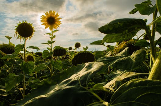 Sunflower in front of the sun blocks the light