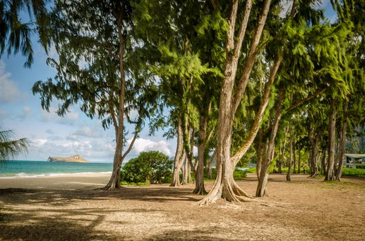 Big green trees slightly moving with the air of a beach in Hawaii
