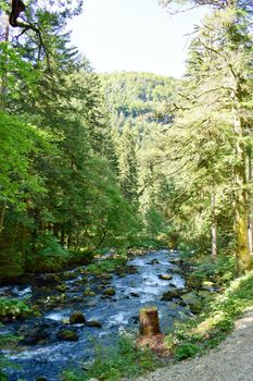 forest and mountain setting on french swiss borders