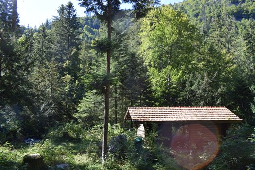 forest and mountain setting on french swiss borders