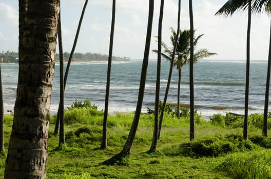 Relaxing grass beach full of palms in Hawaii