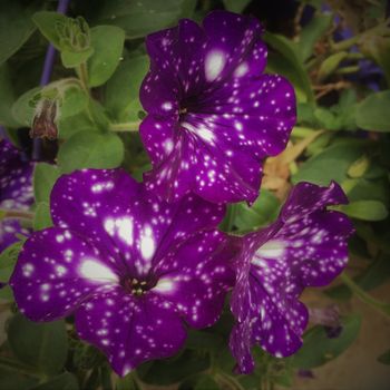 Galaxy Petunias in summer hanging baskets outdoors