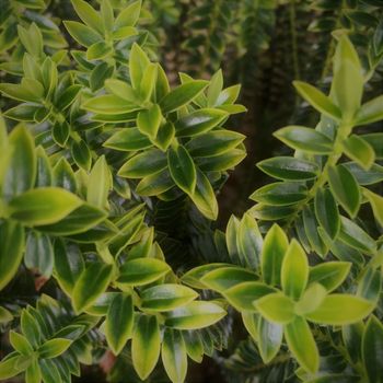 geometric plant leaves of the Hebe