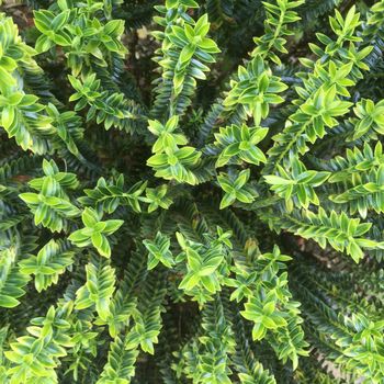 geometric plant leaves of the Hebe