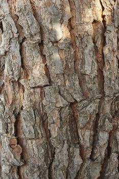 Very high definition texture of a portion of maritime pine bark.