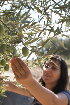 Picking olives.Woman holding olive branch. Greece