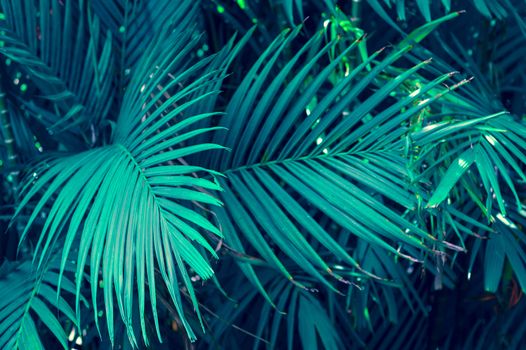 Leaves abstract palm tropical leaves colorful flower on dark tropical foliage nature background dark blue foliage nature