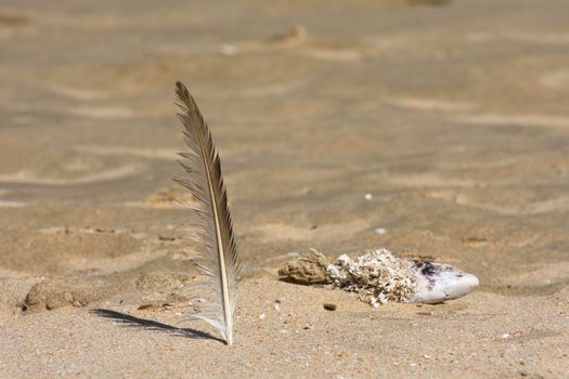 An erect seagull feather on hot summer beach sand, Mossel Bay, South Africa