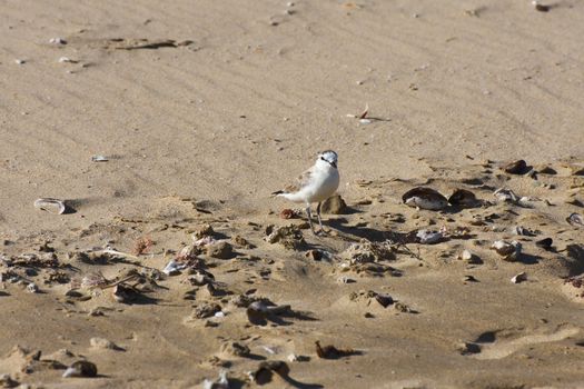 A small white-fronted plover (Charadrius marginatus) standing on moist beach sand amongst shells, Mossel Bay, South Africa
