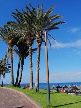 Tropical beach with palm trees in las Americas, Tenerife,Canary Islands. Summer vacation or travel concept.