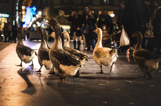 Nine geese walking down the Boulevard in a parade in San Sebastian, Spain