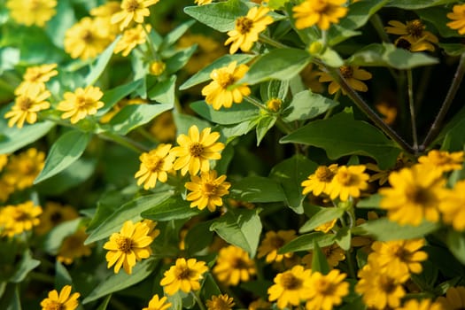 The background image of the colorful flowers, background nature