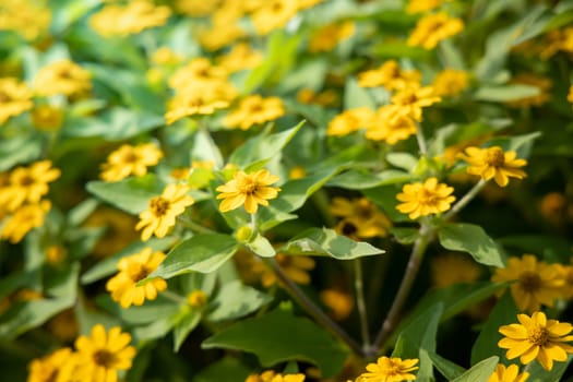 The background image of the colorful flowers, background nature