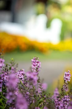 The background image of the colorful flowers, background nature