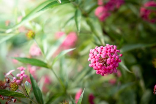 The background image of the colorful flowers, background nature