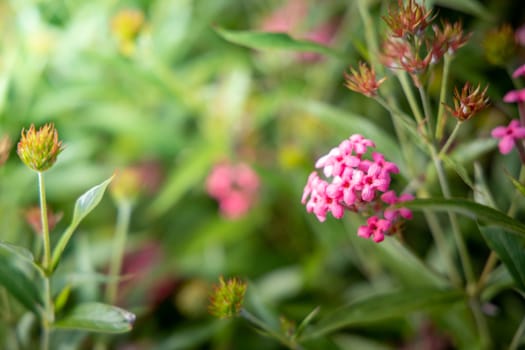 The background image of the colorful flowers, background nature